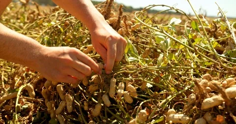 Man Picking Peanuts on Farm, Closeup 4K Stock Footage 119028363