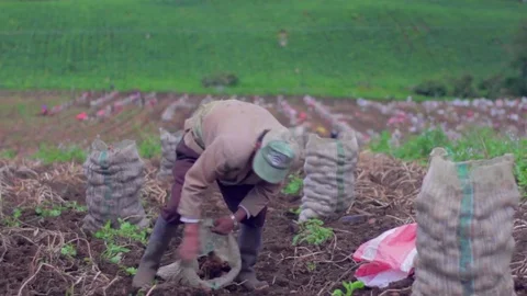Man picking potatoes from the earth 스톡 동영상 75167439