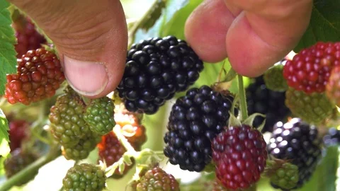 Man picking raspberries from a bush Stock Footage 122013669