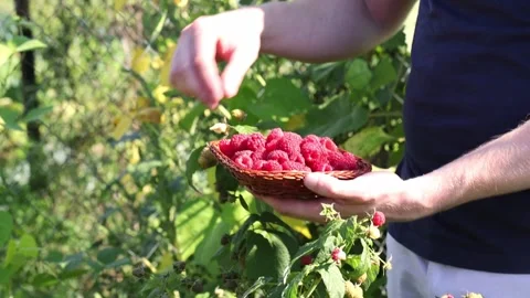 Man picking raspberries into a small wicker bowl. Harvesting concept. Stock Footage 252792267