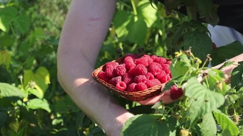 Man picking raspberries into a small wicker bowl. Harvesting concept. Stock Footage 253467269