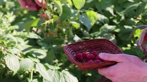 Man picking raspberries into a small wicker bowl in the garden. Closeup. 스톡 동영상 253655510