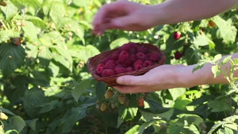 Man picking raspberries into a small wicker bowl in the garden. Stock Footage 254398000