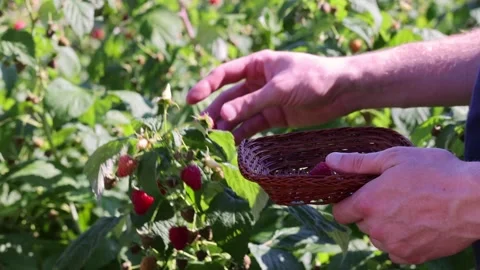 Man picking raspberries into a small wicker bowl in the garden. Stock Footage 255600746