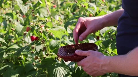 Man picking raspberries into a small wicker bowl in the garden. Stock Footage 261304905