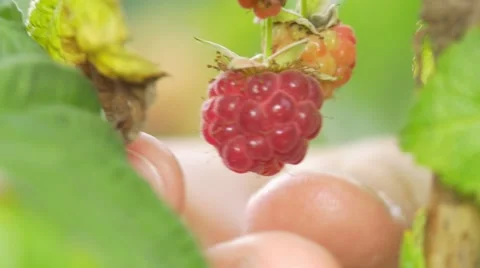 Man picking raspberry (no color grading) Stock Footage 65290071