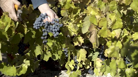 A man picking red grapes Stock Footage 166049188