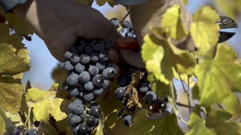 A man picking red grapes Stock Footage 166235258