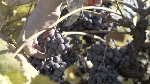 A man picking red grapes Stock Footage 166235352