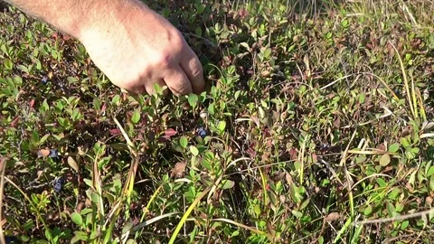 Man picking ripe blueberries Stock Footage 71354345