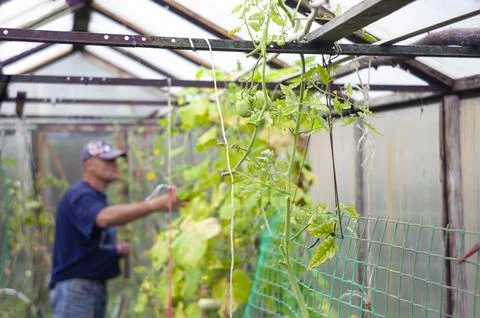 Man picking ripe cucumbers Photos