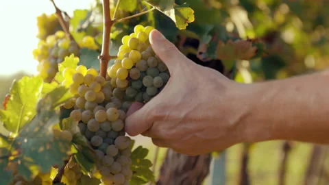 A man picking ripe grapes in a vineyard on a sunny day Stock Footage 219613679