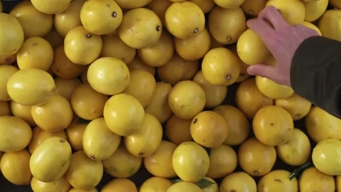 Man picking ripe lemons. Stock Footage 144894596