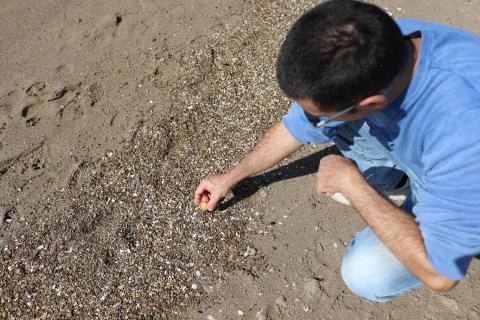 Man Picking Shells Stock-Fotos