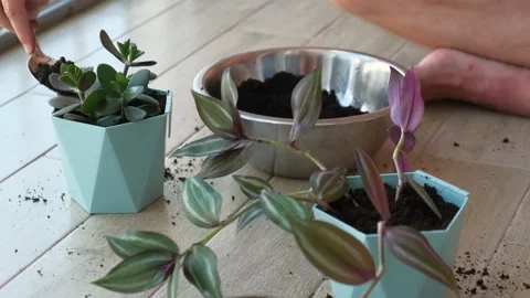A man is picking up soil in a pot for a home ornamental plant, close-up Stock Footage 203516452