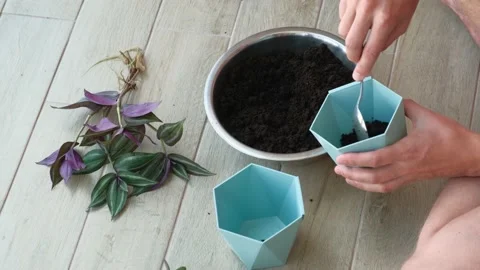 A man is picking up soil in a pot for a home ornamental plant, close-up Stock Footage 203519669