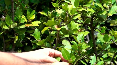 Man picking some daphne leaves from laurus tree in the forest 스톡 동영상 234521444