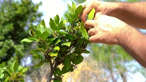 Man picking some daphne leaves from laurus tree in the forest 스톡 동영상 234521472