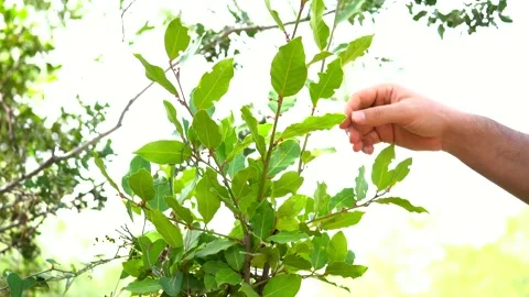 Man picking some daphne leaves from laurus tree in the forest 스톡 동영상 234521485
