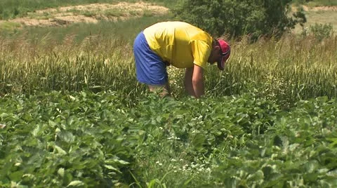 Man picking strawberries Stock Footage 22226602