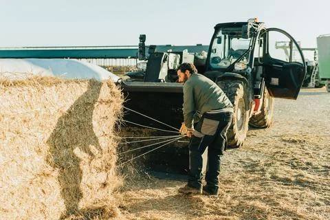A man picking up the strings of a hay bales after cutting them. Stock Photos