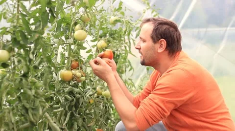 Man picking tomatoes in the greenhouse HD Stock Footage 8541674