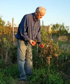 Man picking tomatoes 写真素材