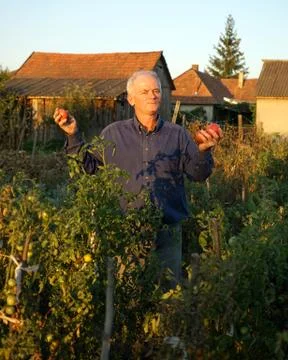 Man picking tomatoes 库存照片