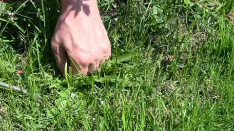 A man, picking weeds Stock Footage 24695842