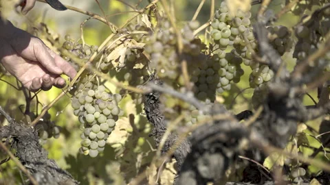A Man Picking White Grapes Stock Footage 166235453