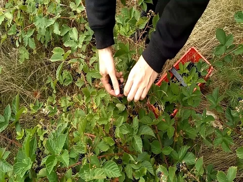 Man picking wild blackberries to the punnet Stock Footage 80716254