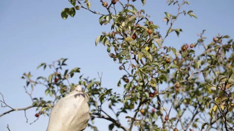 A man picking wild rose hips Stock Footage 219562689