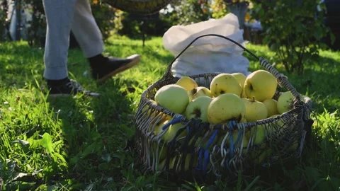 Man picking up yellow apples and pour in to bag from basket Stock Footage 165281618