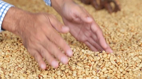 Man picks up and drops dried coffee beans into a tray Video stock 94221387