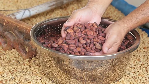 Man picks up and drops dried cocoa beans into a tray. Stock Footage