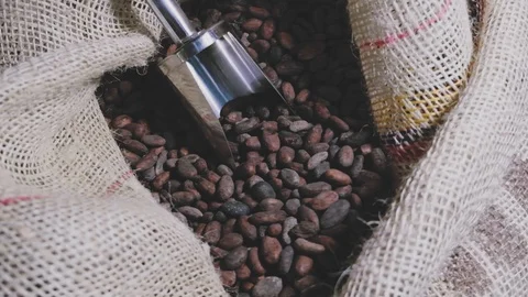 Man picks up and drops dried cocoa beans into a sack Stock Footage 105103231