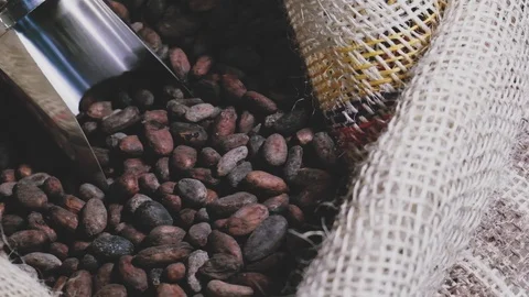 Man picks up and drops dried cocoa beans into a sack Stock Footage 105103237
