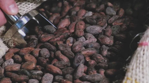 Man picks up and drops dried cocoa beans into a sack Stock Footage 105103278