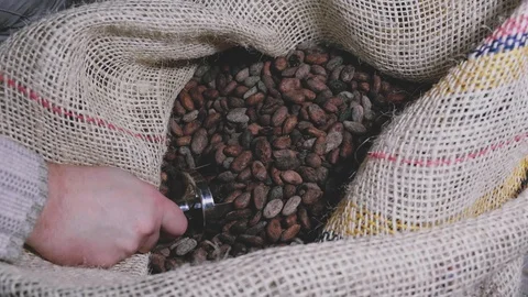 Man picks up and drops dried cocoa beans into a sack Stock Footage 105103370