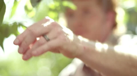 A man picks and eats blueberries at a blueberry farm Stock Footage 57399331