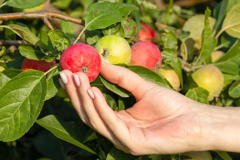 Man picks an apple from a tree Foto stock