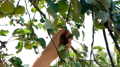 A man picks apples from a tree. Summer day Stock Footage 115951153
