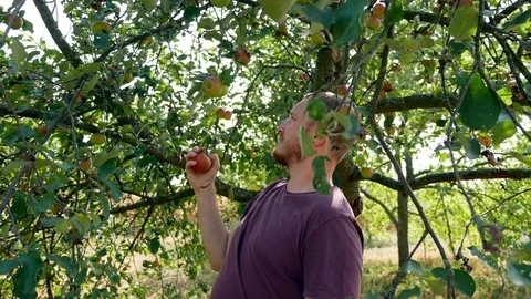 A man picks apples from a tree. Summer day Stock Footage 115951252