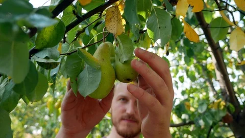 A man picks apples from a tree. Summer day Stock Footage 115953812