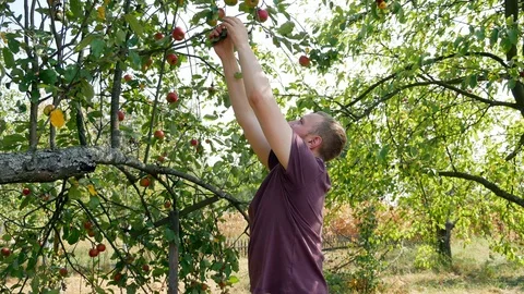 A man picks apples from a tree. Summer day Stock Footage 115954455