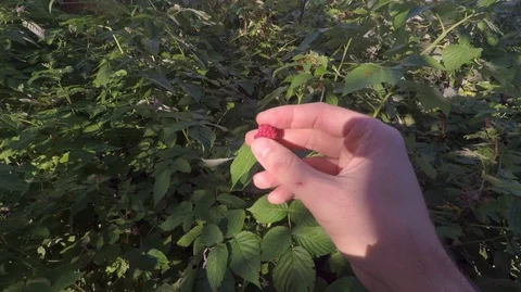 A man picks berries from a raspberry bush and holds it in his hand Stock Footage 124581423