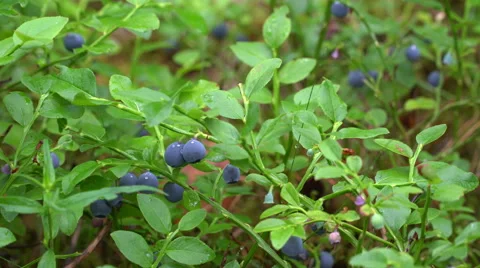 Man picks bilberries in the forest Stock Footage 64771472