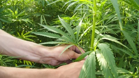 Man picks off a cannabis leaf Видео 160409062