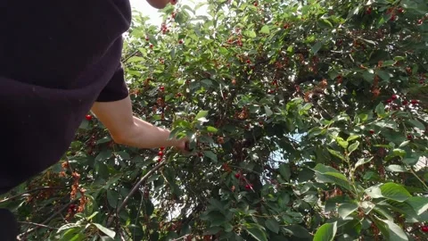 A Man Picks Cherries Stock Footage 213209784