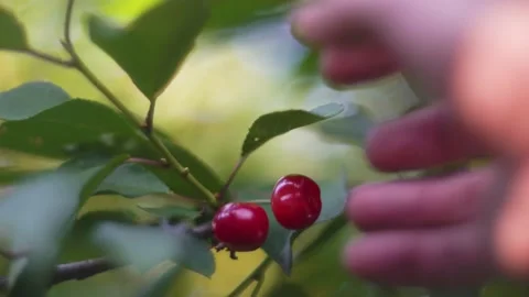 A man picks cherries from a tree, close-up Stock Footage 133741432